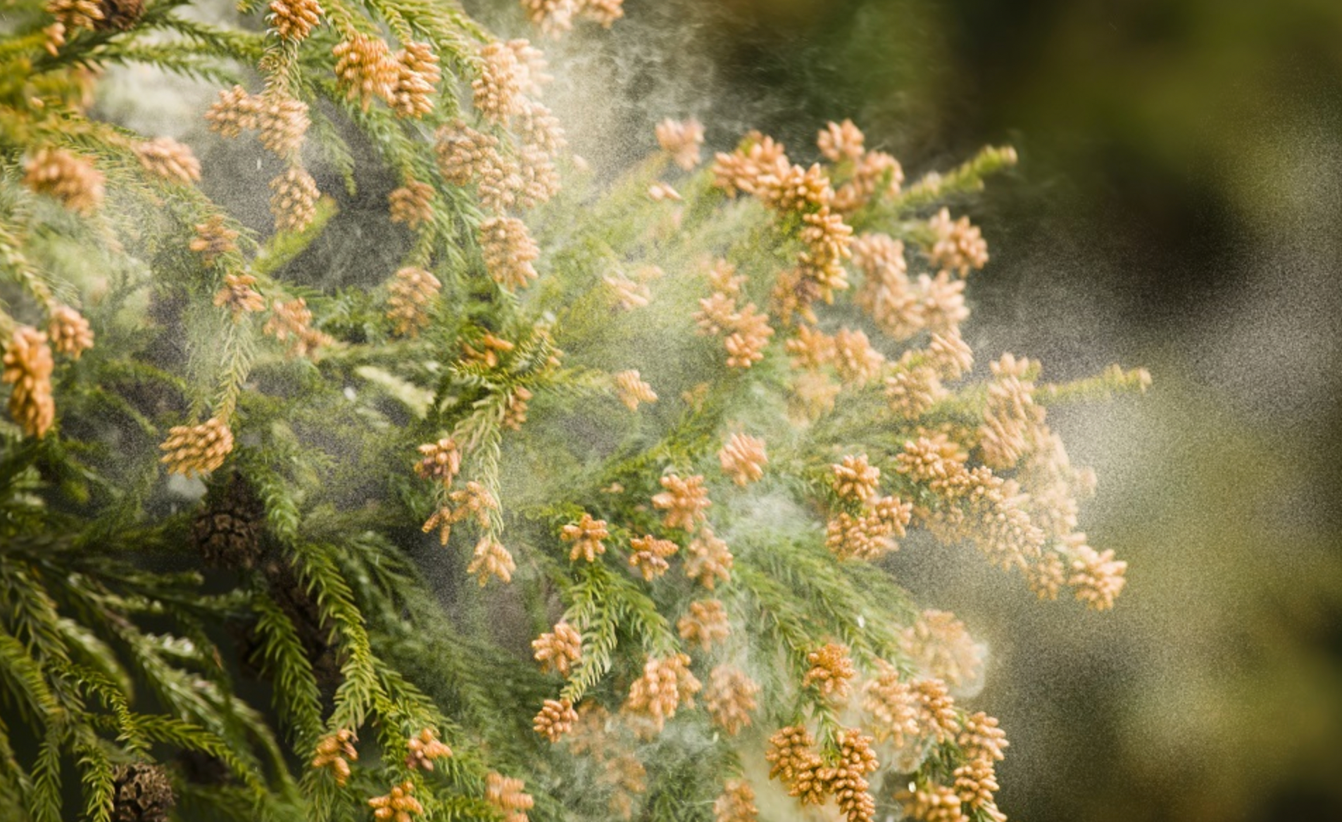 花粉対策に活躍する意外な"柔軟剤"